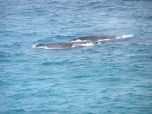 Whale migration of Stradbroke Is