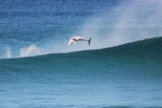Dolphin surfing Stradbroke Is